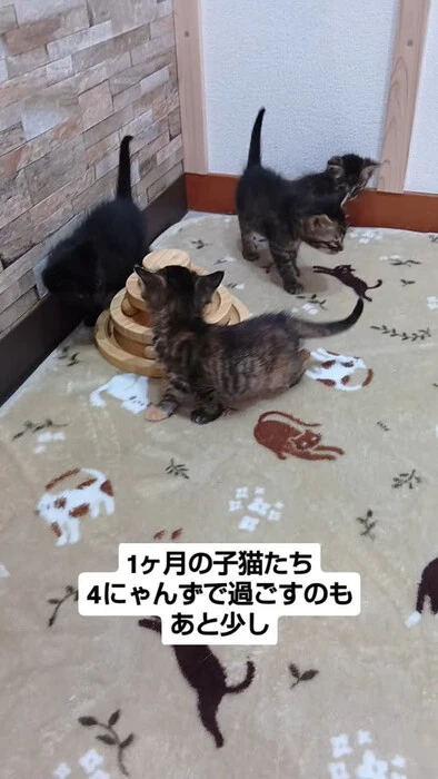 画像1061