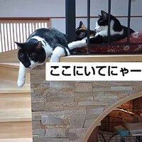 画像1081
