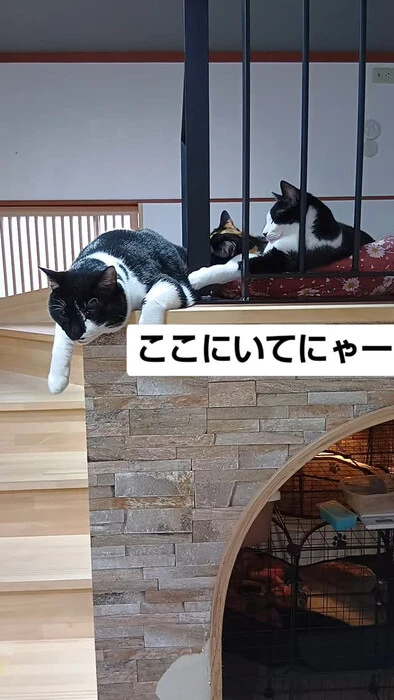 画像1081