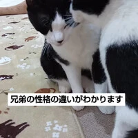 画像1131