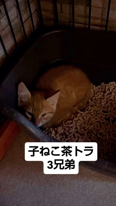 画像1197