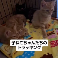 画像1225