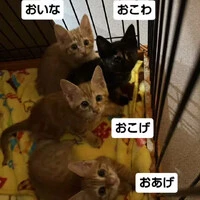 画像1227