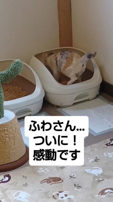 画像1229