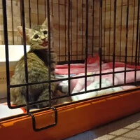 画像1231