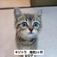 画像1233