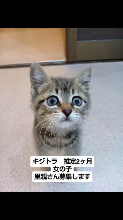 画像1233