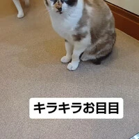画像1241