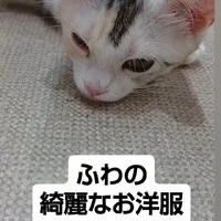 画像1243