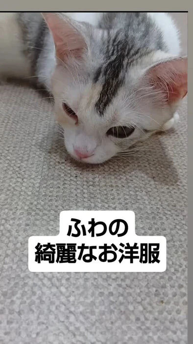 画像1243