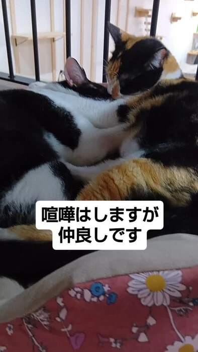 画像1253