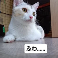 画像1261