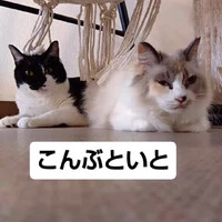 画像1271