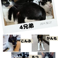 画像1287