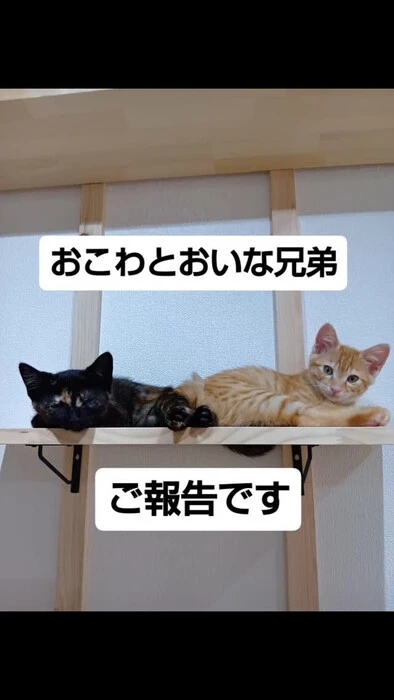 画像1295
