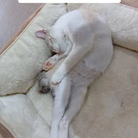 画像1301