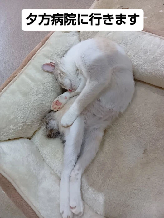 画像1301