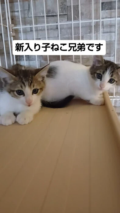 画像1321