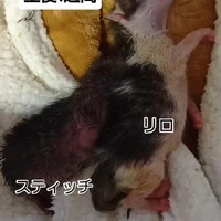 画像1329