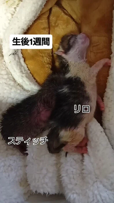 画像1329