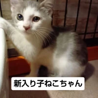 画像1333