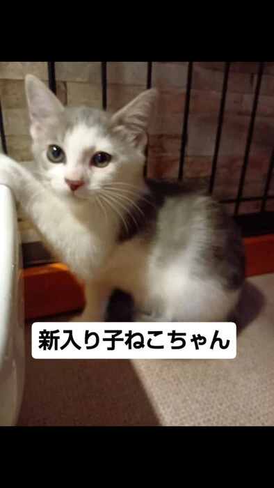 画像1333