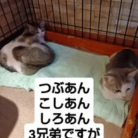 画像1339