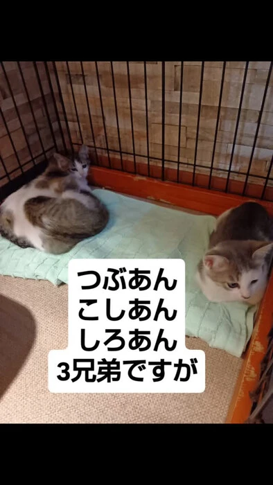 画像1339