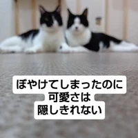 画像1388