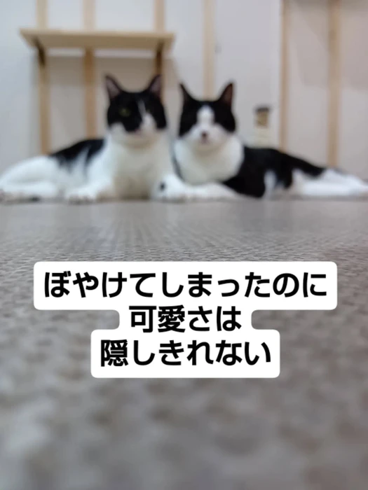 画像1388