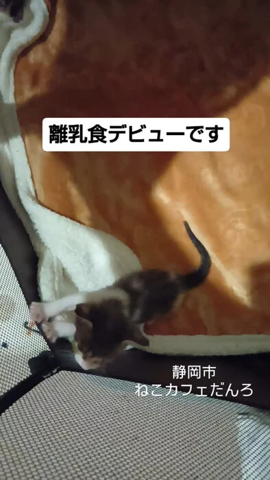 画像1429