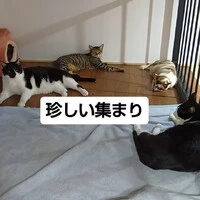 画像1431