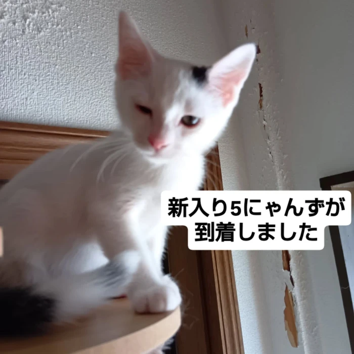 画像1433
