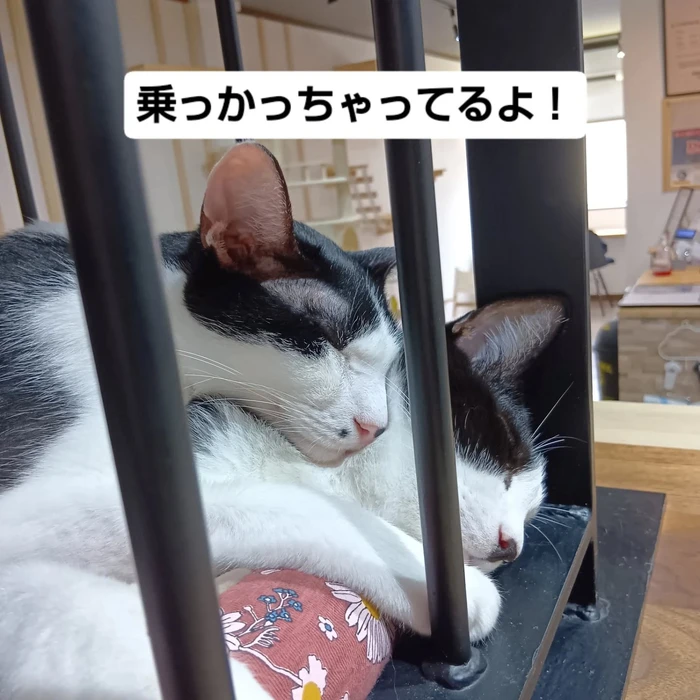 画像1477