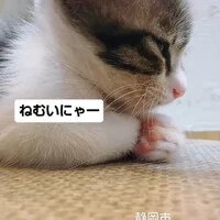画像1484