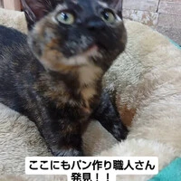 画像1508