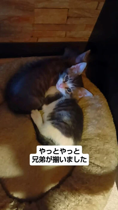 画像1533