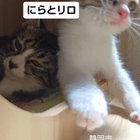 画像1595