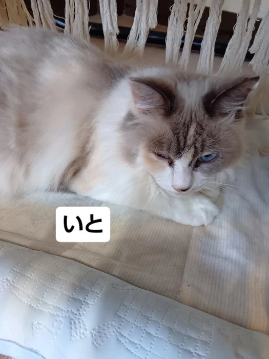 画像1634