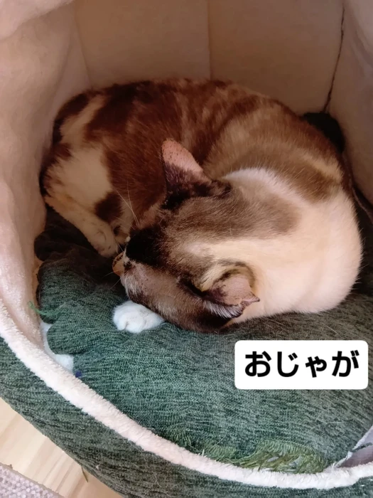 画像1635