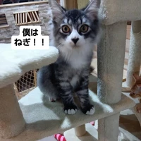 画像1732