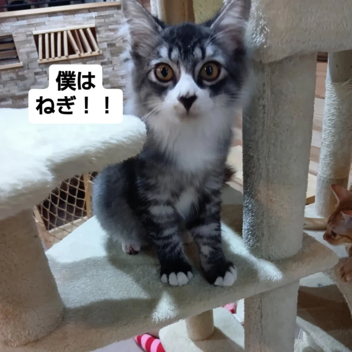 画像1732
