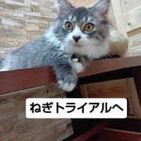 画像1780