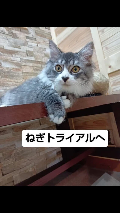 画像1780