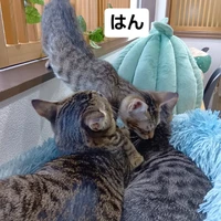 画像2070