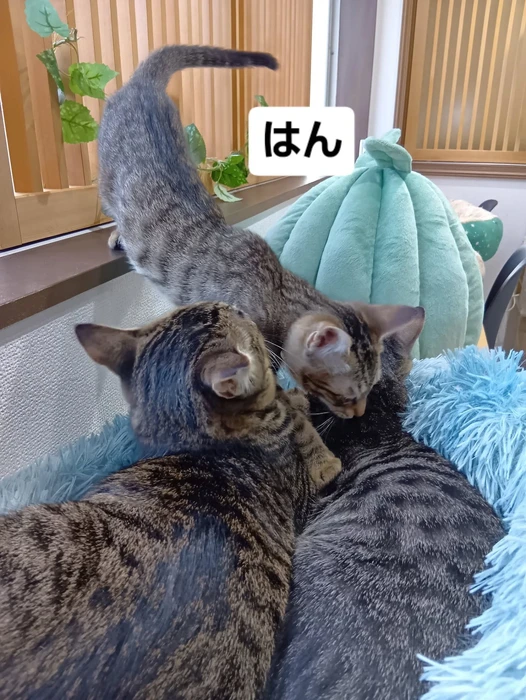画像2070