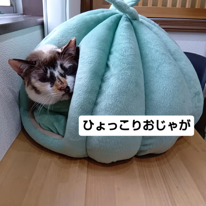 画像2116