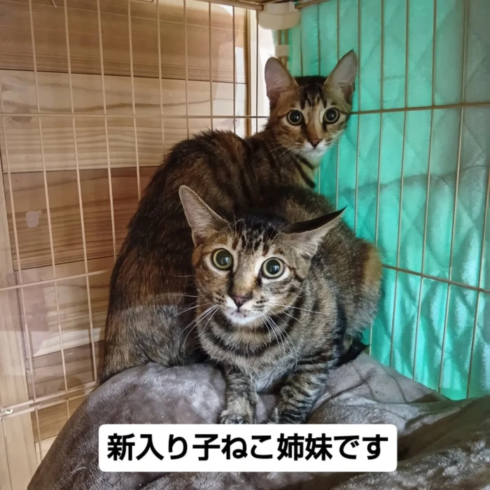 画像2208