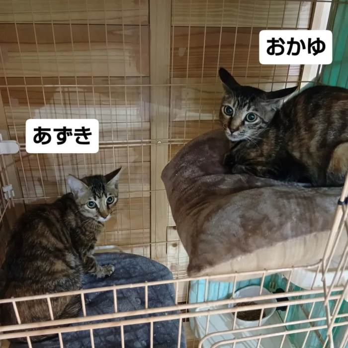 画像2209