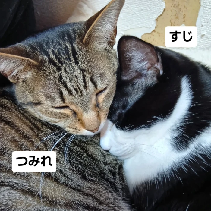 画像2252